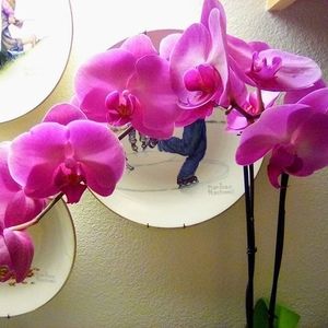 Meet your Posher, Pamela jane